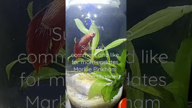 Amazon sword freshwater plant And Jasper the Beta Fish смотреть онлайн