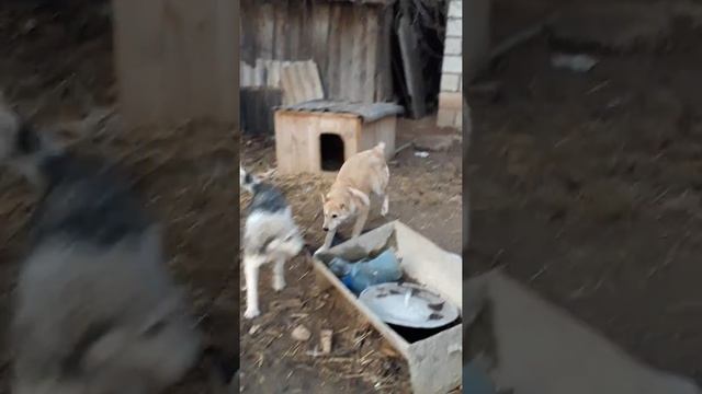 Лайка без хвоста смотреть онлайн