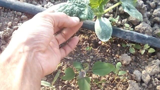 Огурец Кураж F1/// 20 дней после посадки смотреть онлайн