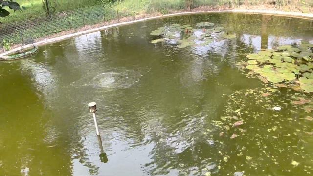 Куда девать будущие бананы? смотреть онлайн