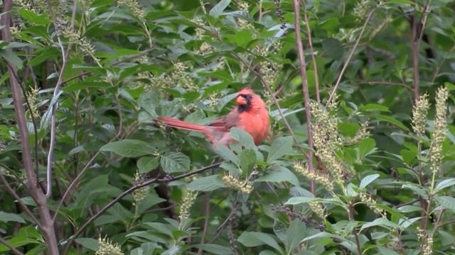 Cardinal rouge (Cardinalis c. cardinalis) Northern Cardinal смотреть онлайн