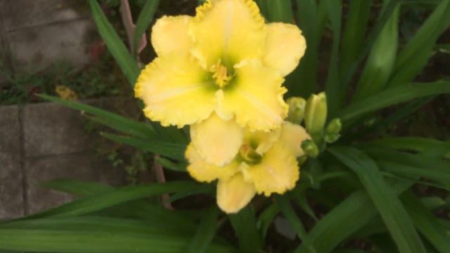 Лилейник Ференги Голд смотреть онлайн