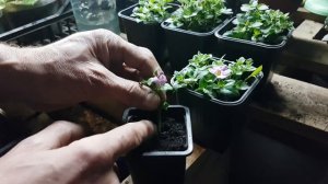 ПРИЩИПКА БАКОПЫ Чтобы Пышно Цвела все Лето?