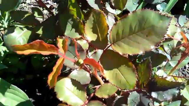 44.# МОИ НОВЫЕ РАСТЕНИЯ И МОИ ХОТЕЛКИ У МЕНЯ В САДУ. смотреть онлайн