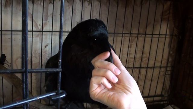День с животными смотреть онлайн
