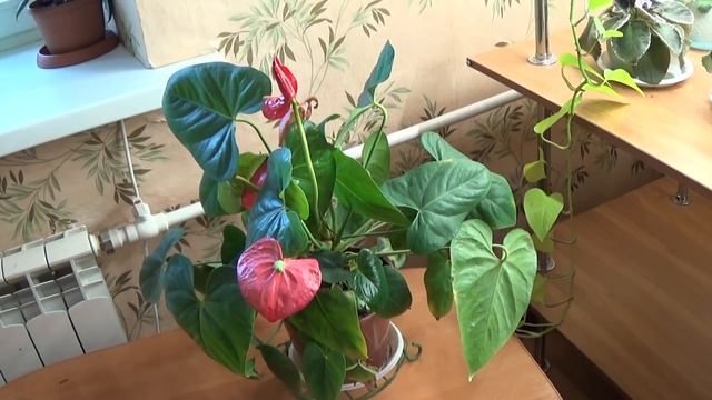 Антуриум спустя три года после пересадки смотреть онлайн