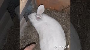 КЛЕТКА С МАТОЧНИКОМ ДЛЯ КРОЛИКОВ.