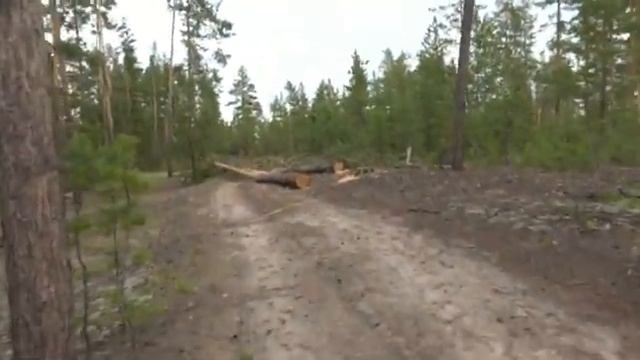 ЛЕСНОЙ БЕСПРЕДЕЛ КАРЛИНА А Б - 2017! смотреть онлайн