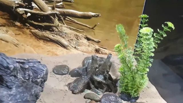 А если положить бревно в аквариум? Вариант оформления. Серия DEKSI «Коряги» смотреть онлайн