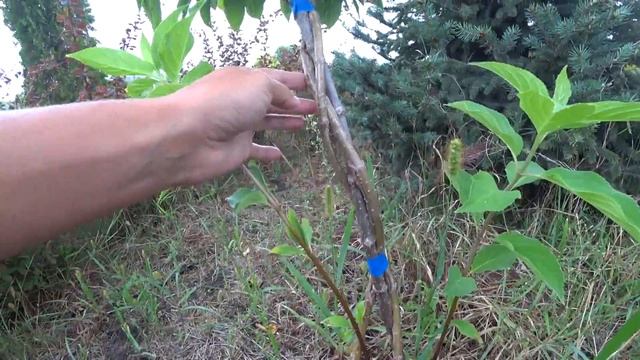 ИТОГИ ДВУХЛЕТНЕЙ РАБОТЫ - Гортензия Грандифлора на штамбе смотреть онлайн