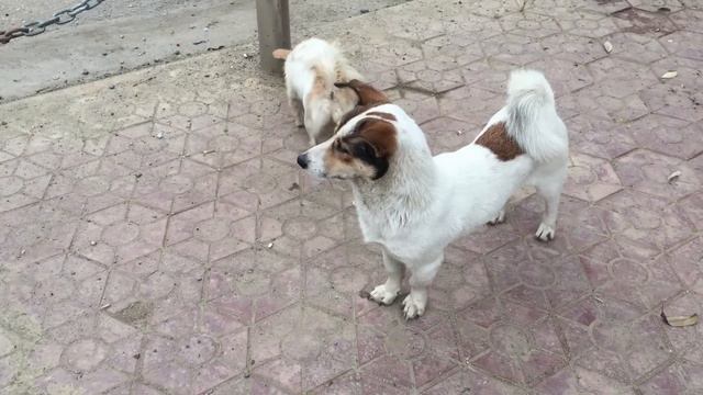 Dog fight during mating | Dogs fight with each other to mate and meet смотреть онлайн
