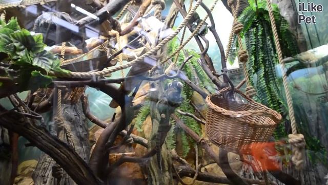 Обыкновенная игрунка уистити или белоухая мармозетка на ilikepet смотреть онлайн