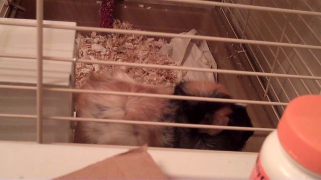 My guinea pigs going BANANAS when they get some Timothy Hay! смотреть онлайн