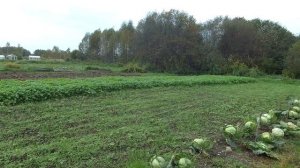 Мотоблок МТЗ последние  полевые работы в  Урожайном огороде 2020