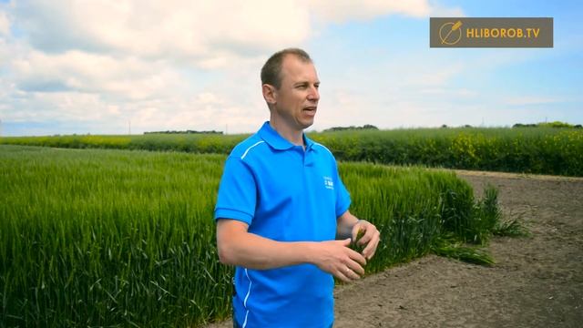 Озимая пшеница Поражение септориозом или фузариозом смотреть онлайн