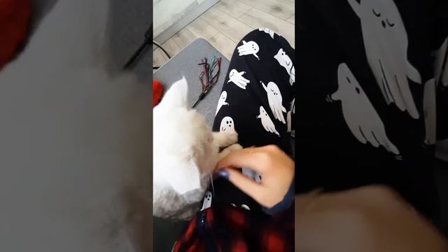 Маленькая кошечка просит погладить шубку / Шотландский котёнок шиншила/ КОШКИН ДОМ #funnycats смотреть онлайн