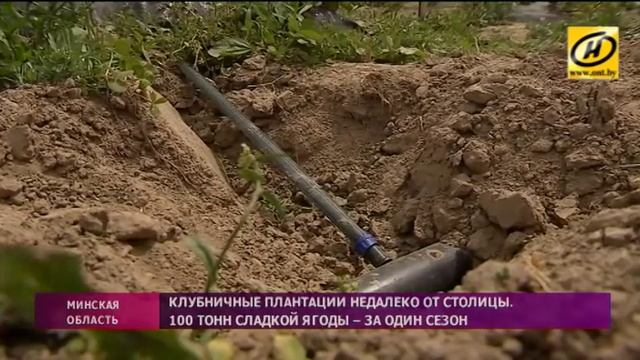 100 тонн клубники за сезон собирает фермер из Борисовского района смотреть онлайн