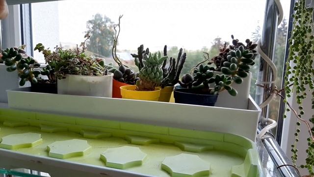 Мои эхеверии "капусты".Обзор. смотреть онлайн