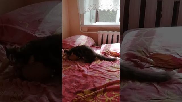 Мейн Кун и Британец играют. смотреть онлайн