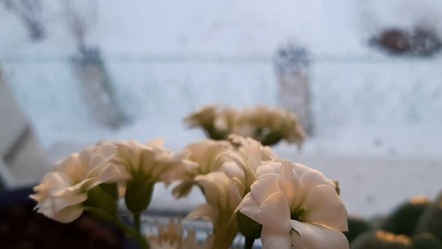 Каланхоэ каландива цветет во всю на моём окне,красота! смотреть онлайн