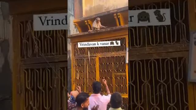 В Индии обезьяны воруют у людей вещи и возвращают их только в обмен на фруктовый сок. смотреть онлайн