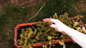 лисимахия / вербейник монетчатый /  уход после зимы /