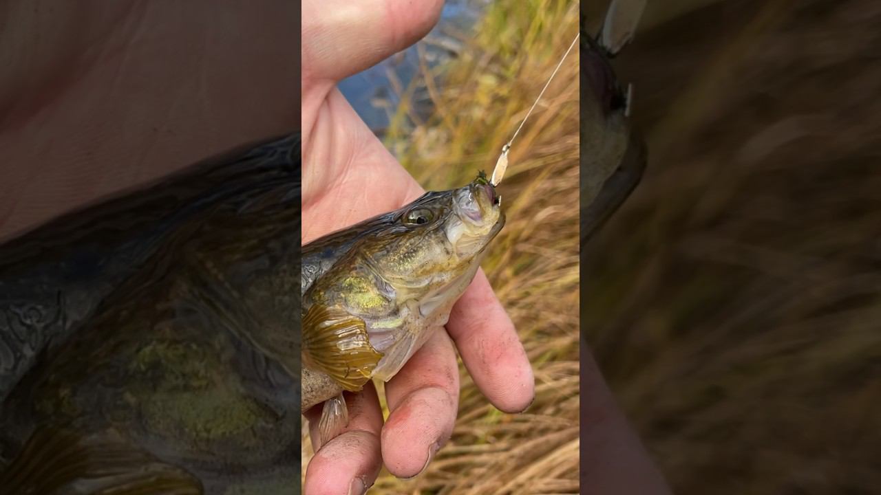 Ротан братан #ротан #рыбалкакстово #ротаннаживка смотреть онлайн