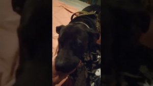 АМЕРИКАНСКИЙ ПИТБУЛЬ.Добрый Питбультерьер