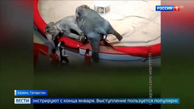 Слоны начали драку в казанском цирке смотреть онлайн