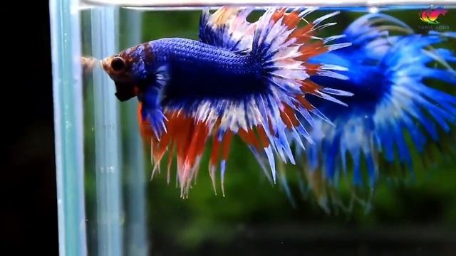 Super Rare Betta Fish Types | 17 Betta Breeds to Buy смотреть онлайн