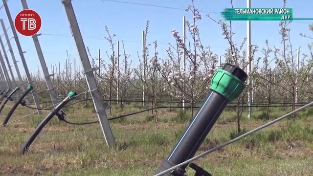 Обработка суперинтенсивного яблоневого сада от вредителей и болезней смотреть онлайн