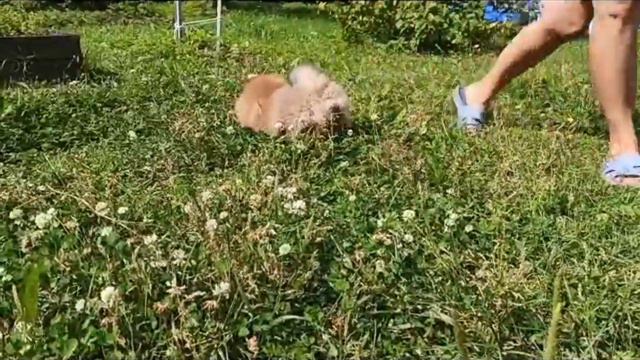 Мальчики шпица смотреть онлайн