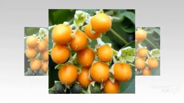 Cyphomandra - garden plants смотреть онлайн