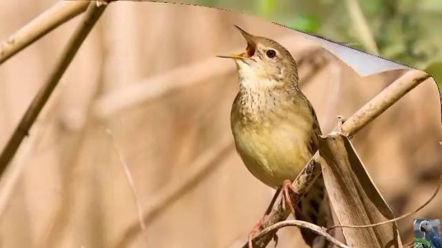 Голоса птиц: сверчок обыкновенный смотреть онлайн