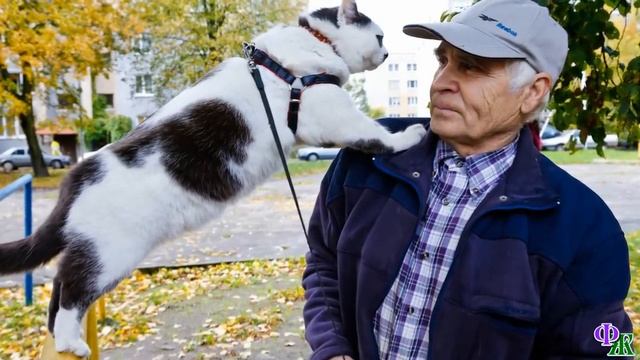 «Помогите!» Фараон подбежал к берегу и увидел под обрывом чужого кота. Половина его тела была в вод смотреть онлайн