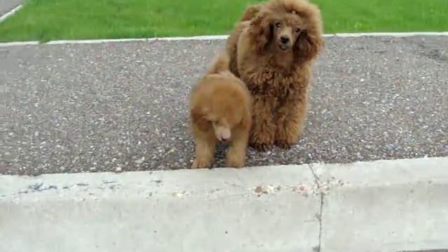 ДС Черри-Берри и абр.сука мини от Лексы р. 12.03.2017(2) смотреть онлайн