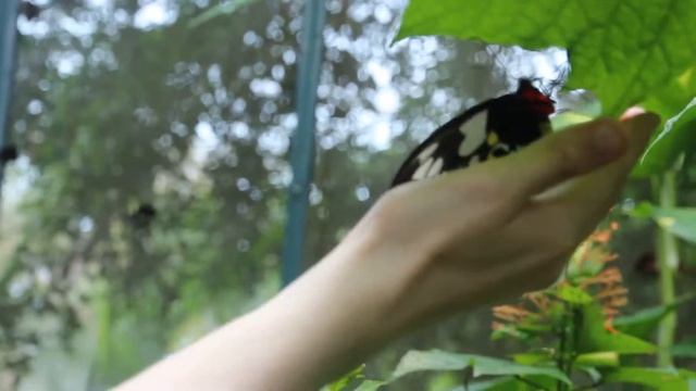 Ornithoptera Priamus On My Hand / Держу На Руке Бабочку Птицекрыл Приам смотреть онлайн