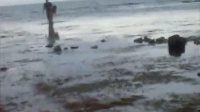 собираем морскую капусту на зиму