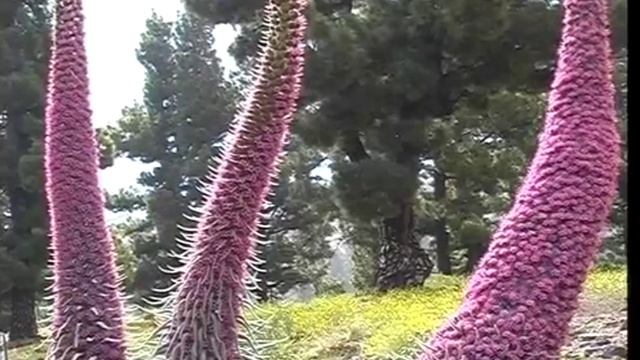 ECHIUM 08 смотреть онлайн