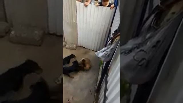Барсук был пойман в том же месте Где не смогли выгнать барсука из норы и теперь понятно почему. смотреть онлайн