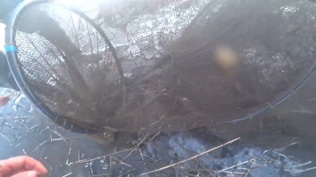 Браконьеры на реке. ОГРОМНАЯ морда стояла у берега. смотреть онлайн