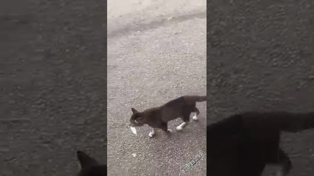 Побаловал себя рыбкой??? смотреть онлайн