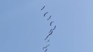 хит 90-х Колокол далей небесных - караоке #maryasinger