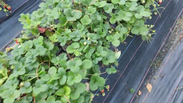 Клубника нсд сентябрь смотреть онлайн