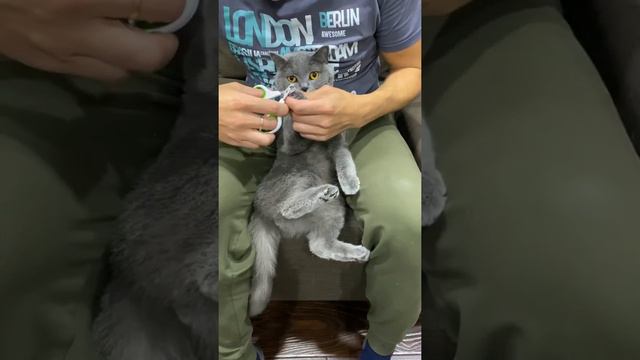 Уход за кошкой🐱 #котики #полезно смотреть онлайн