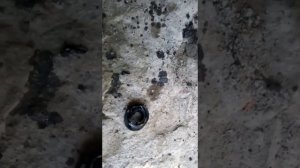 Сальник редуктора мотокультиватора крот