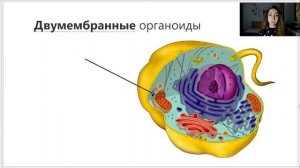 Животная клетка: строение. Основные органоиды и их функции | 8 класс | Онлайн-школа Bumblebee ?