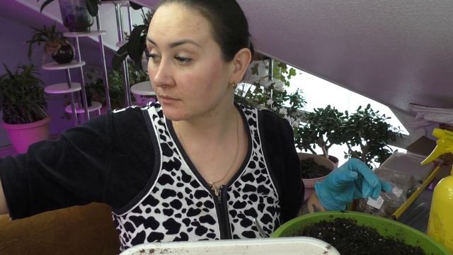 ГЕРАНЬ /Пора пересаживать всходы пелагронии !!! смотреть онлайн