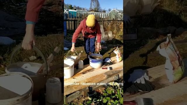 Побелка деревьев осенью. смотреть онлайн