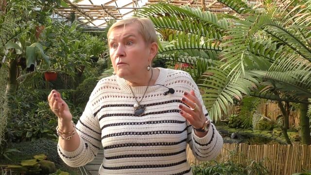 Папоротник Хемионитис. А так же подробно о субстрате для растений. смотреть онлайн